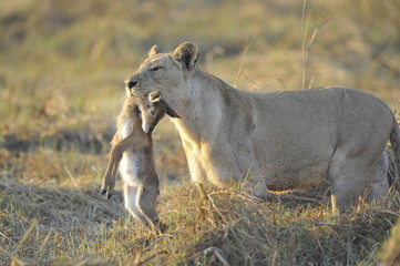 Lioness with prey.