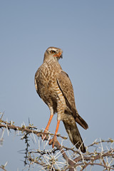 Juvenile Southern Pale Chanting Goshawk; Melierax canorus