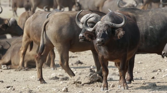 African or Cape buffalos, Kruger N/P, South Africa