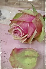 Vintage rose