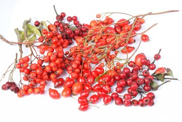 Various autumn red fruits - rowan berries, hawthorn, rose hip