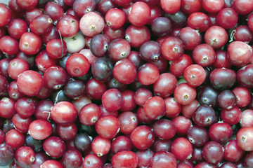 Cranberry.