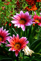 Blume