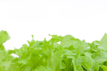 レタス