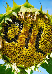 Sonnenblumenöl h.