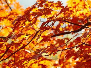 Red autumn leaves