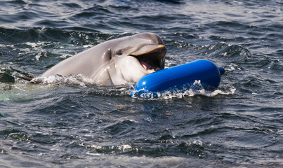 Bottlenose dolphin or Tursiops truncatus playing © Colette
