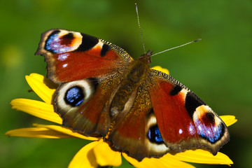 Peacock butterfly or Inachis io in summer