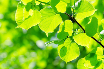 Fototapeta na wymiar Spring leaves on a tree branch