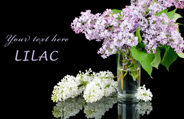 The beautiful lilac on black background