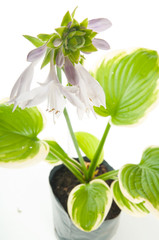 Hosta flower
