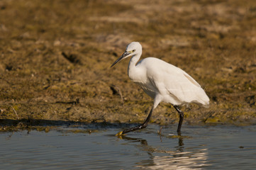 Aigrette garzette (Egretta garzetta - Little Egret)