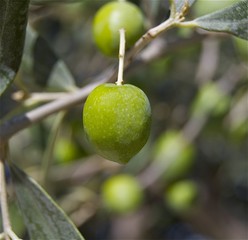Olives