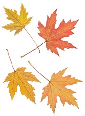 Naklejka na ściany i meble leaves of maple tree