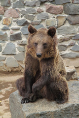 Brown bear in zoo
