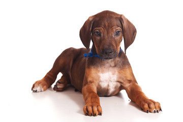 Ridgeback isolated on white