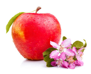 One Juicy Wet Red Apple with leaves and flowers Isolated on Whit