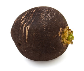 Radish