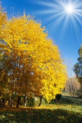 Fototapeta premium autumn landscape