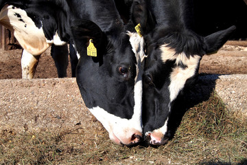 K&uuml;he fressen Heu