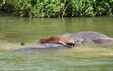 Sea lions - one basking, one swimming