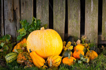 pumpkins in front of old wood