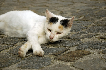 White Cat