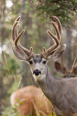 Two mule deer bucks with velvet antlers