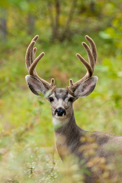 Fototapeta Portrait of mule deer buck with velvet antler