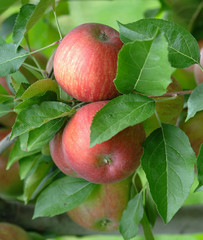 Red apples