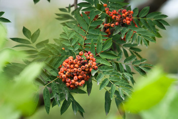 Rowanberry