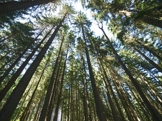 Obraz premium Kiefern im Wald, Blick vom Baumstamm bis zur Spitze