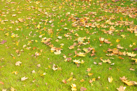 Fallen leaves