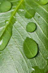 Water drops on leaf