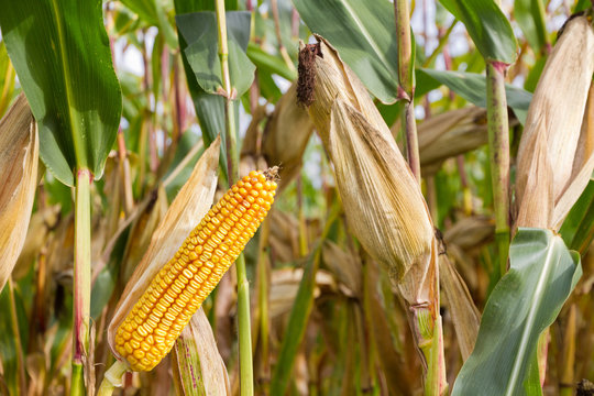cob of corn on cornfield