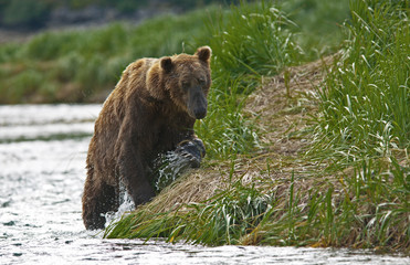 Fototapeta na wymiar Küstenbraunbär in Katmai Alaska wildlife