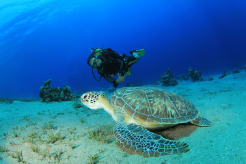 Scuba Diver and Green Sea Turtle