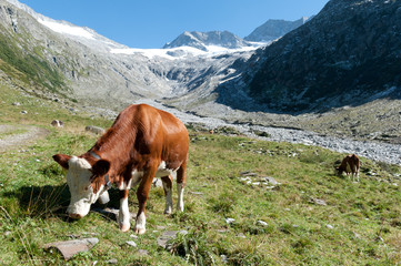Fototapeta na wymiar Kuh in den Zillertaler Alpen