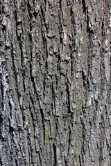 Bark