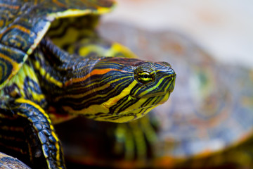 Obraz premium Mexican Turtle