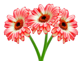 gerber flower isolated on white background