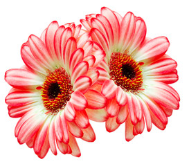 gerber flower isolated on white background