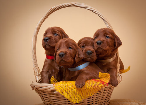 Four Puppies Of Setter Sit In Basket