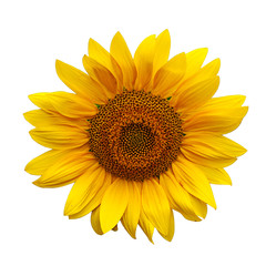 Fototapeta premium Sunflowers