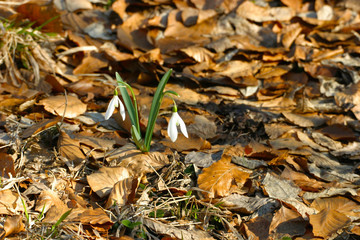 Snowdrop