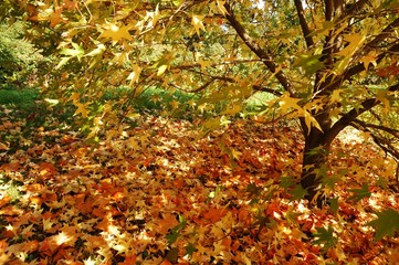 Autumn