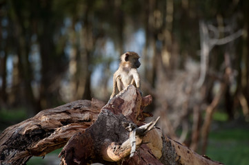 Baby monkey from africa
