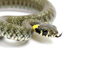 snake