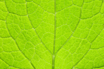 Fototapeta na wymiar leaf natural background