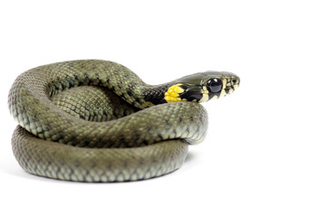 snake